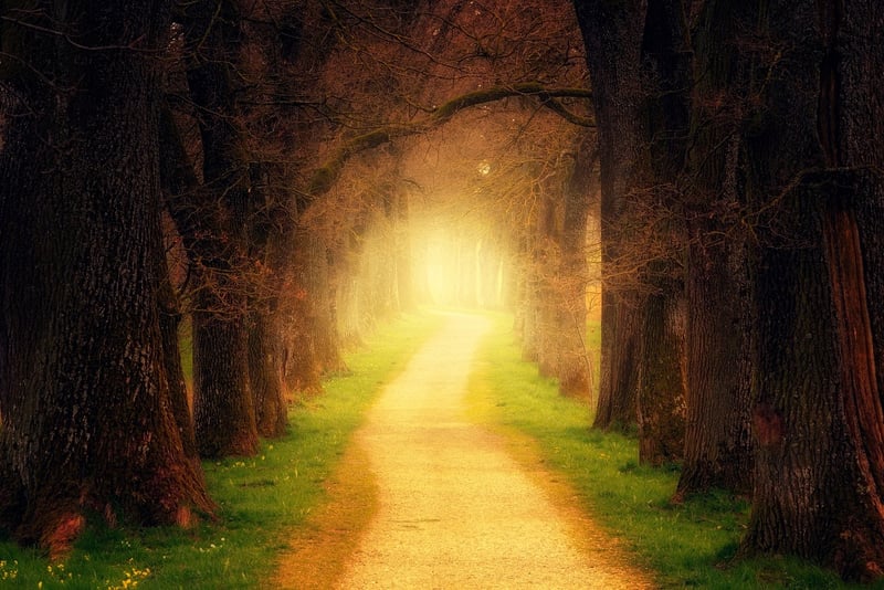 Magical Forest